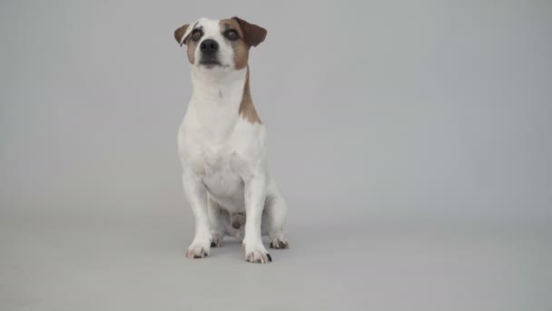 Smart dog does a somersault — Stock Video