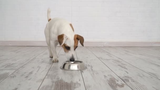 Собака їсть їжу з миски — стокове відео