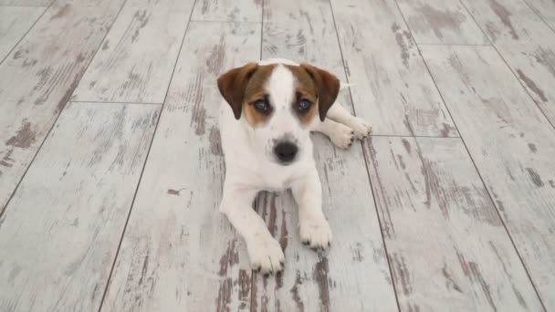 Cão deitado em casa — Vídeo de Stock