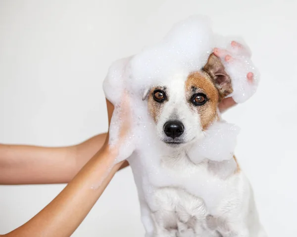 Моет собаку с мылом в ванной — стоковое фото