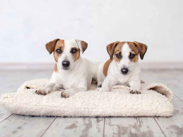 Yastığın üzerinde yatan iki köpek — Stok fotoğraf