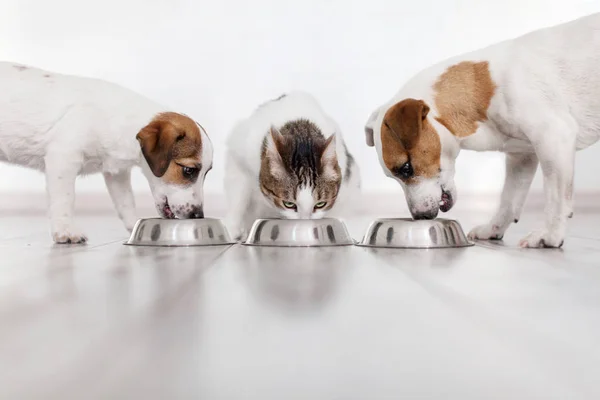 Cães e gatos comendo alimentos — Fotografia de Stock