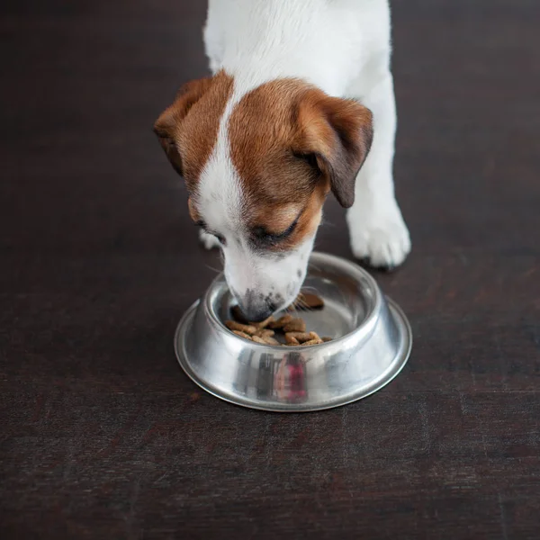 Comida para perros de Bowl — Foto de Stock