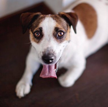 Mutlu köpek vasıl ev