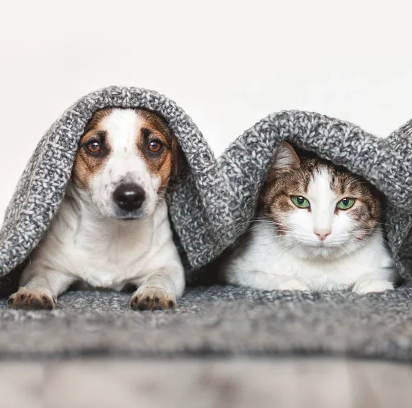 Dogs and cat together — Stock Photo, Image