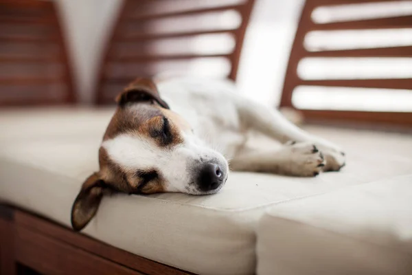 Dormir perro en casa — Foto de Stock