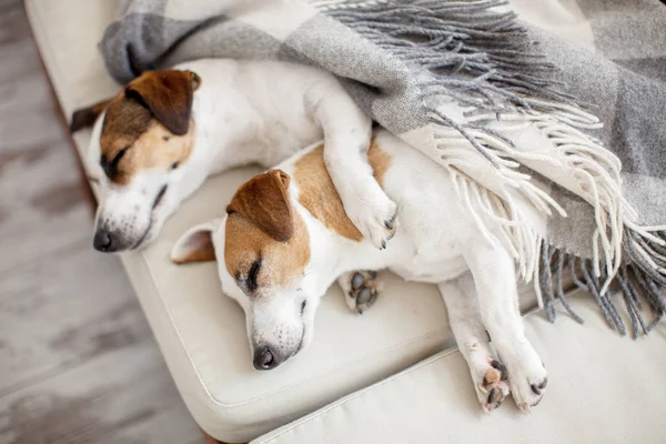 Perros durmientes en casa — Foto de Stock