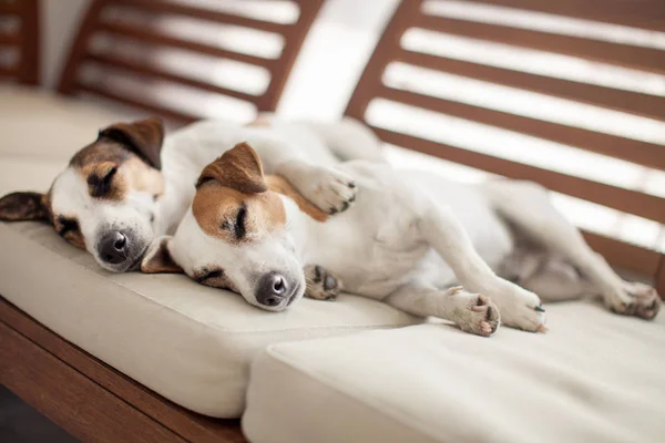 Perros durmientes en casa — Foto de Stock