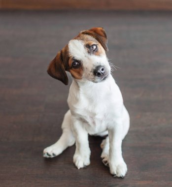 Kahverengi zeminüzerinde küçük beyaz köpek