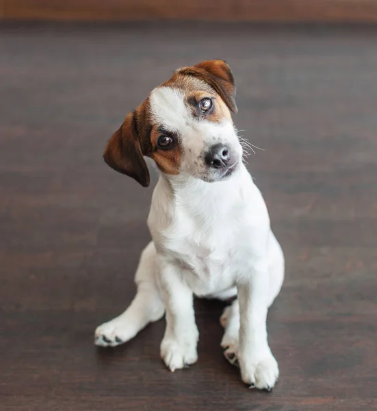 Piccolo cane bianco sul pavimento marrone — Foto Stock