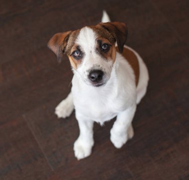 Kahverengi zeminüzerinde küçük beyaz köpek