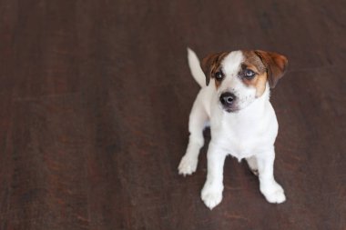 Kahverengi zeminüzerinde küçük beyaz köpek