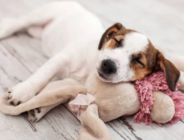 Dog sleeping with toy — Stock Photo, Image