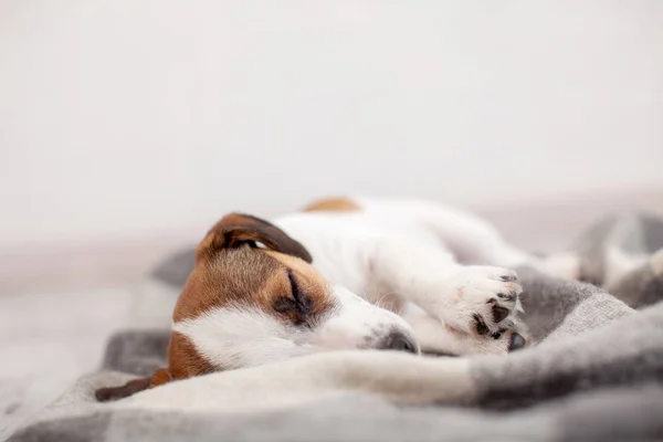 Perro durmiendo en el suelo — Foto de Stock