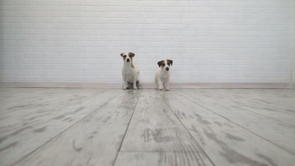 Dos perros sentados en casa — Vídeo de stock