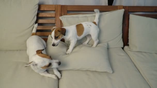 Dois cães brincando em casa — Vídeo de Stock