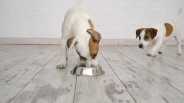 İki köpek kaseden yemek yeme