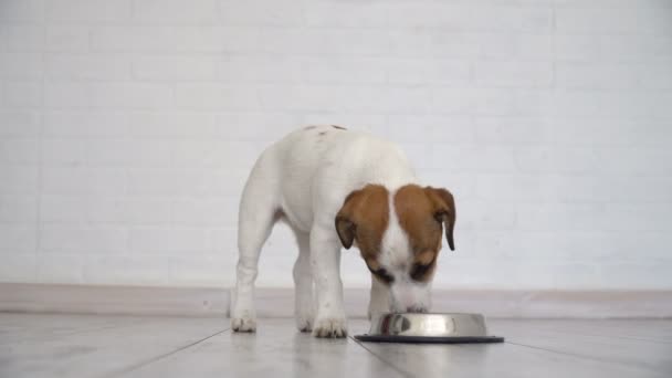 Hund frisst Futter aus Schüssel — Stockvideo