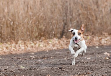 Sonbaharda koşan köpek 