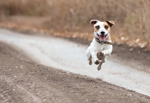 Running dog in autumn — Stock Photo, Image