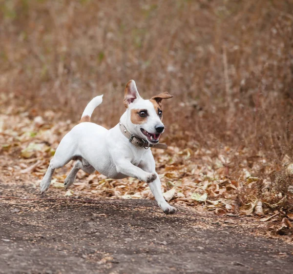Бегущая собака осенью — стоковое фото