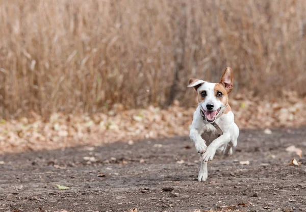 Бегущая собака осенью — стоковое фото