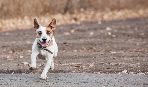 Perro corriendo en otoño — Foto de Stock