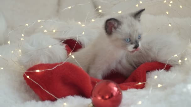 Kitten in de buurt van licht en kerst bal — Stockvideo