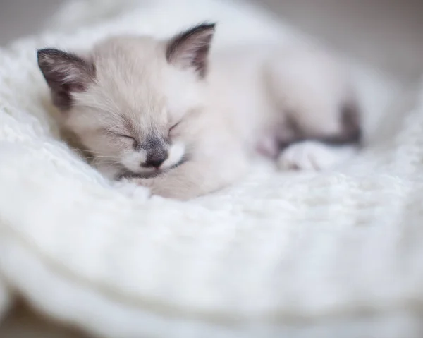 Kitten sleeping on a knitted blanket