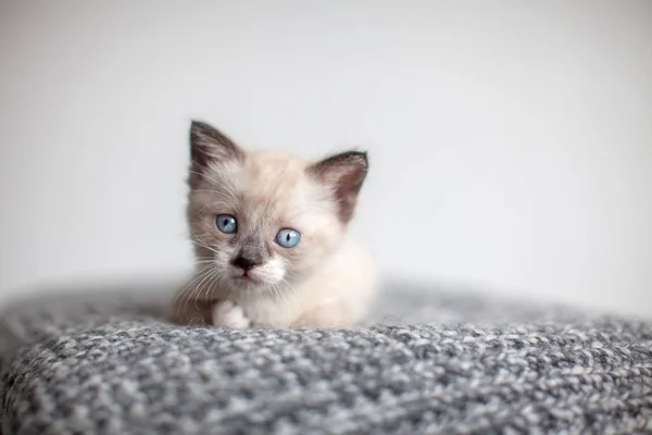 Gatito en una manta de punto — Foto de Stock