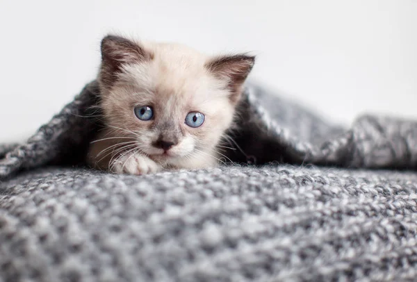 Kotě na pleteném přikrývce — Stock fotografie