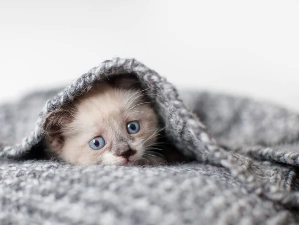 Kitten op een gebreide deken — Stockfoto