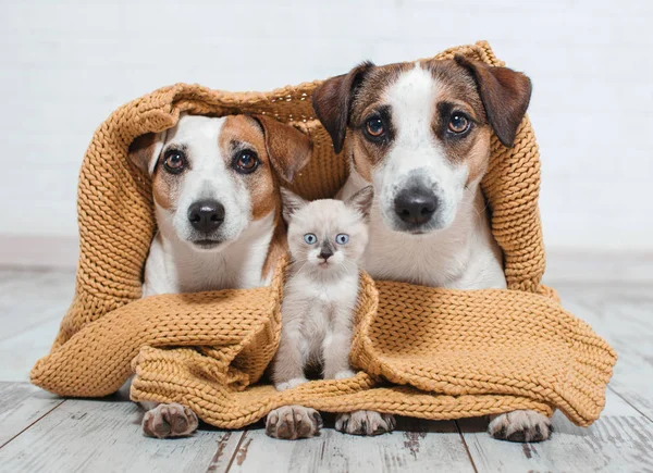 Dogs and cat under the plaid — Stock Photo, Image