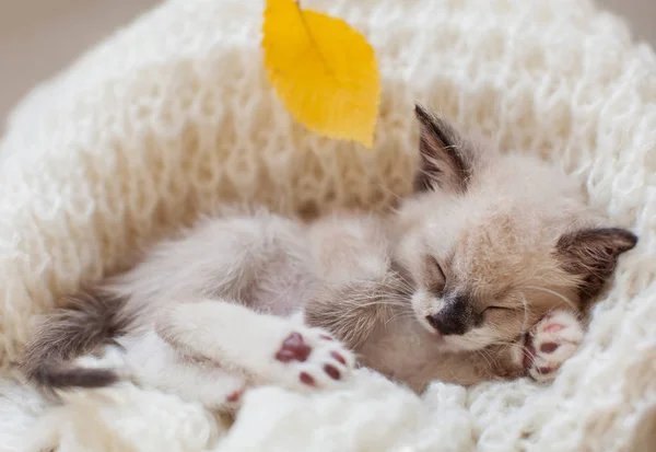 Kitten sleep on knitted plaid — Stock Photo, Image