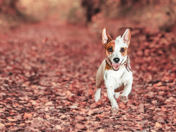 Hond draait op herfst — Stockfoto