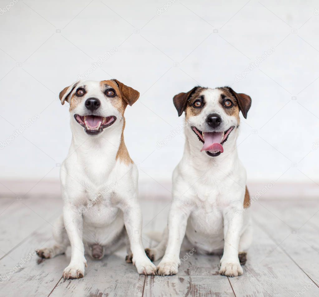 Two happy cute dogs at home