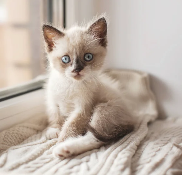 Kitten on a warm knitted sweater on the window sill — Stock Photo, Image