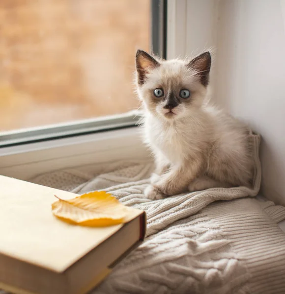 Kätzchen auf einem warmen Strickpullover auf der Fensterbank — Stockfoto