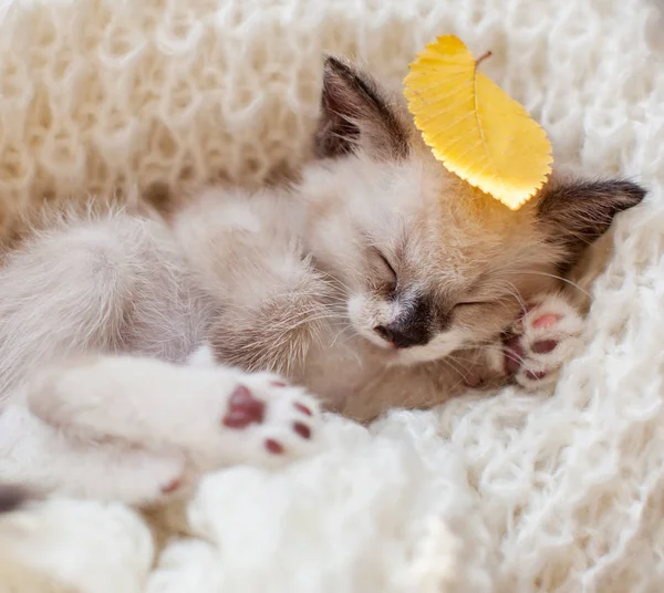 Kitten slapen op gebreide ruitjes — Stockfoto
