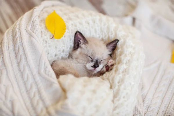 Kitten sleep on knitted plaid — Stock Photo, Image