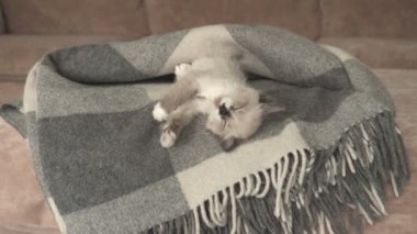 Şirin gri kedi yavrusu kanepede şaşkın şaşkın oturuyor.