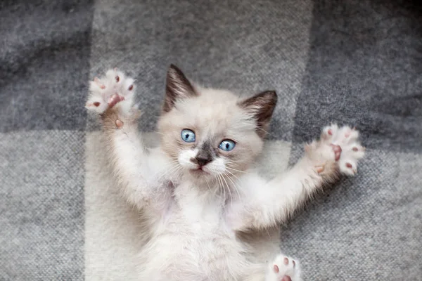 Gatinho em um cobertor de malha — Fotografia de Stock