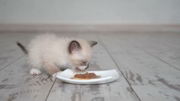 Kattungen äter mat från skålen — Stockvideo