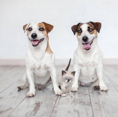 Beyaz arka planda kedi ile gülümseyen köpekler