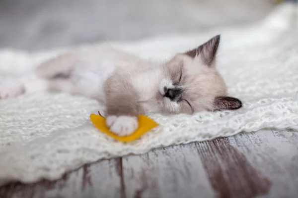 Kitten sleep on knitted plaid — Stock Photo, Image