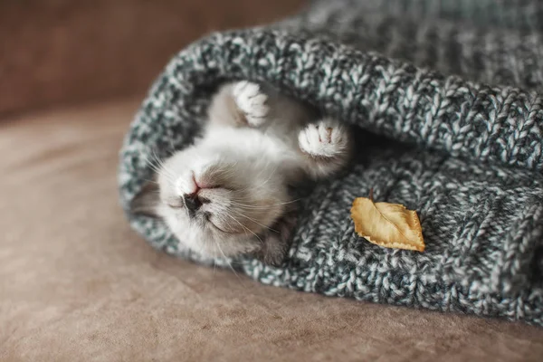 Kätzchen schlafen auf Strickkarierten — Stockfoto