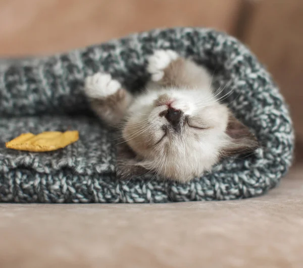 새끼 고양이는 뜨개질을 한 응회암에서 잠을 잔다 — 스톡 사진
