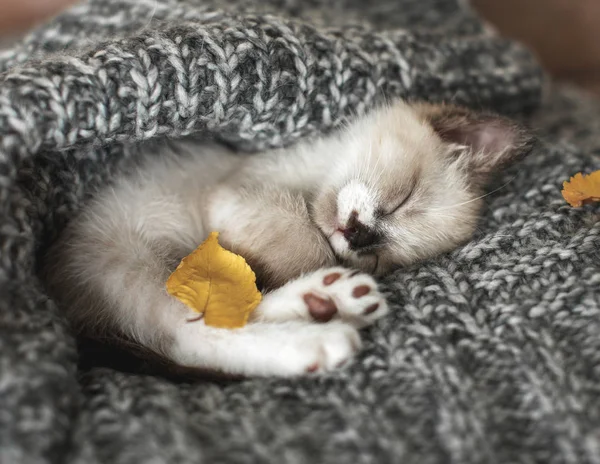 Kedi yavrusu ekose kumaşın üzerinde uyur. — Stok fotoğraf