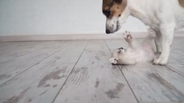 Şirin kedi ve yavru köpek birlikte oynuyorlar.