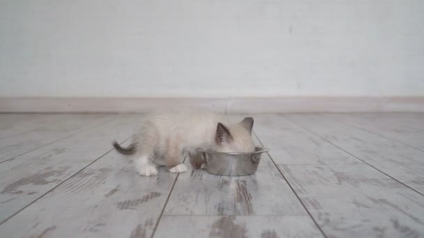 Kitten eten voedsel uit kom — Stockvideo